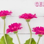 germini